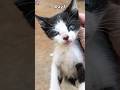 How ferocious rescued kitten grows up: from 0-7 months
