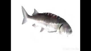 Cover art for Bumpy ride