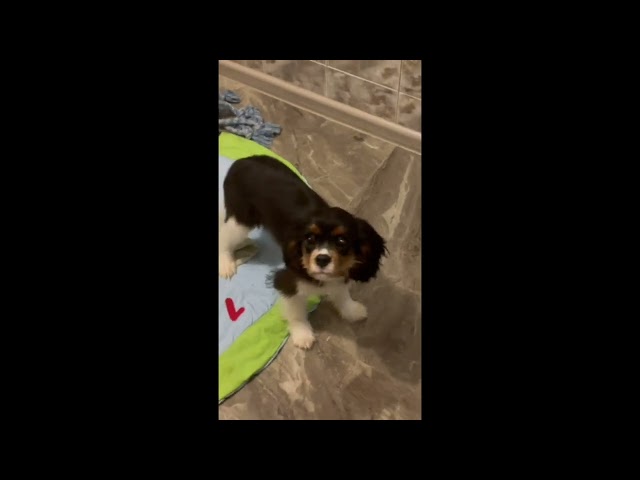 Cavalier King Charles Spaniel puppy for sale