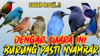 Download lagu SUARA PIKAT BURUNG RIBUT MP3  MUDAH TERPANCING MUDAH TURUN, YG PASTI BURUNG PADA NYAMBAR. mp3