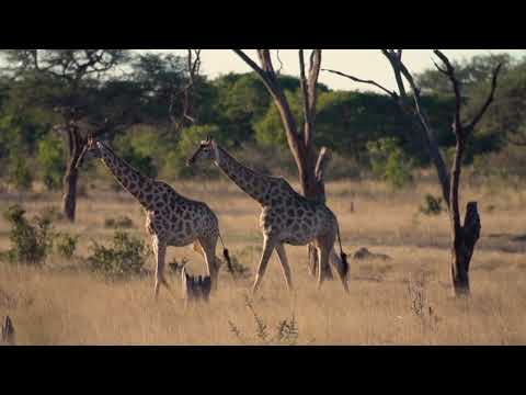 Off The Track Safari Promotional