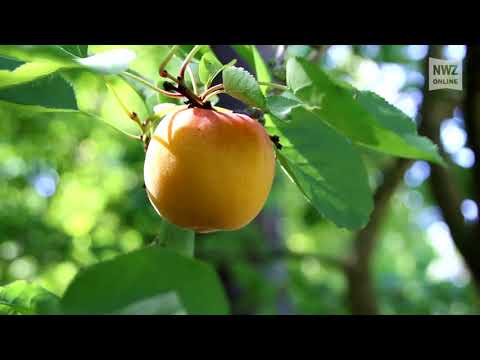 Herr über 7000 Quadratmeter großen Obstgarten