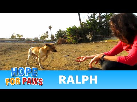 Learning to Trust Again - Rehabilitating an Abused Dog