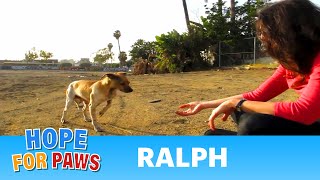 NEW ENDING - An Abused street dogs second chance - Ralph&#39;s rescue and rehab.