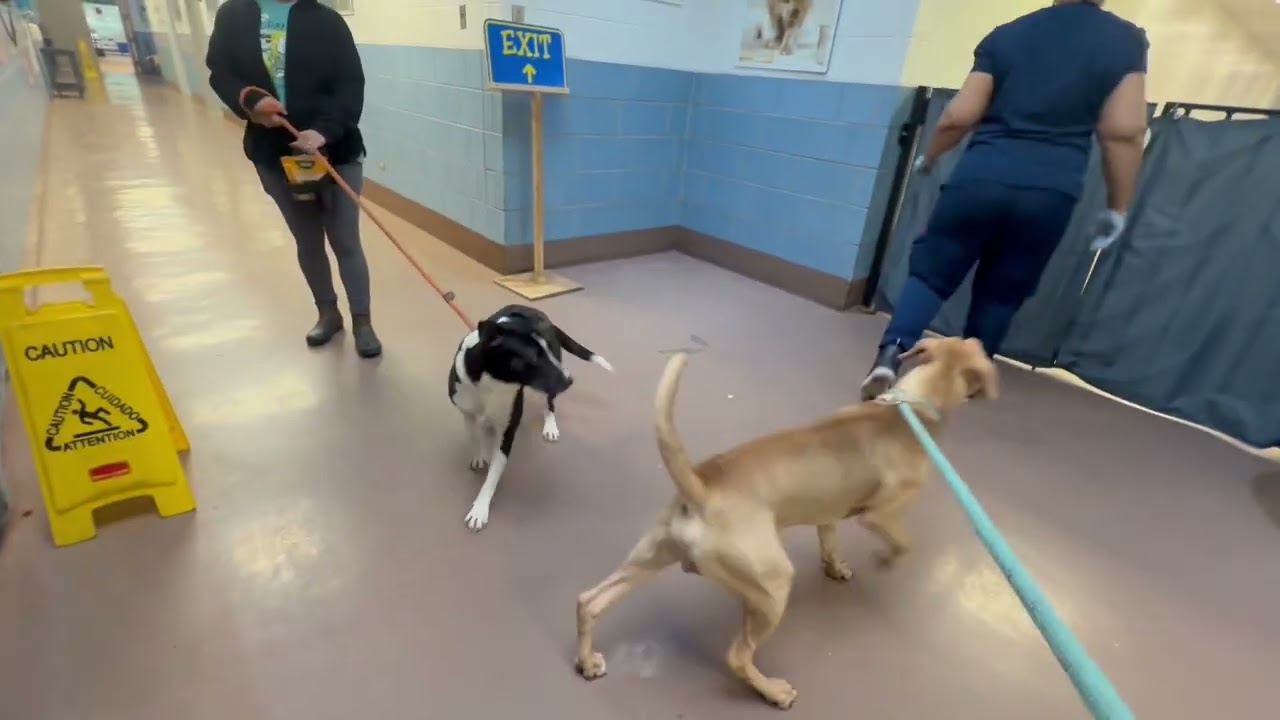 Famous Dave's Leash Test 2