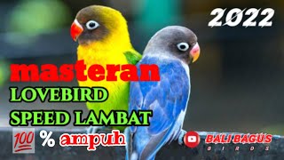 Download lagu Masteran Lovebird speed lambat//Durasi istimewa mp3 Download lagu Masteran Lovebird speed lambat//Durasi istimewa mp3