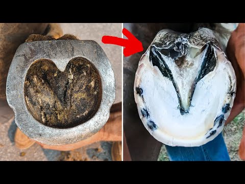 Recovering Hoof from Broken Bone | Satisfying Therapeutic Horseshoeing
