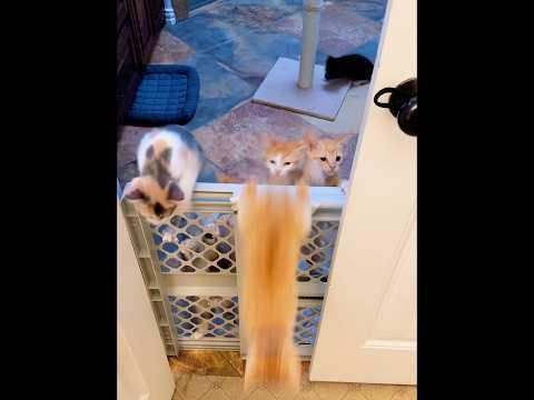 Los gatitos son muy tiernos 🥰