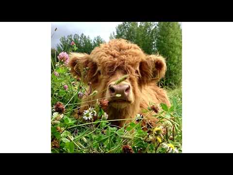 [FREE FOR PROFIT] Lieu x Glaive x Sadboyshaq x Lei Type Beat - "matrix" | Hyperpop Type Beat