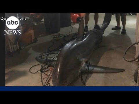Massive shark caught off the Connecticut coast may break state record
