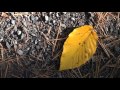 I Will (Instrumental) - The Beatles 