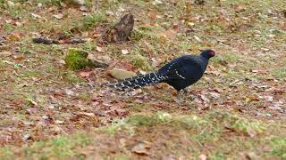 帝雉(ミカドキジ)。台湾鳥界の王者と阿里山で出合う。台湾探鳥日記。