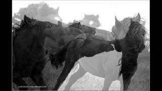 Bobby Bare Jr. -  A Horse With No Name