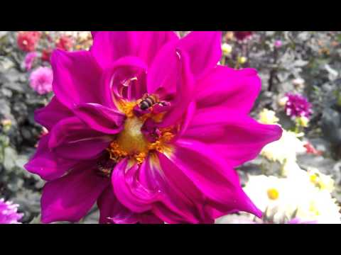 Susanto Kumar Biswas