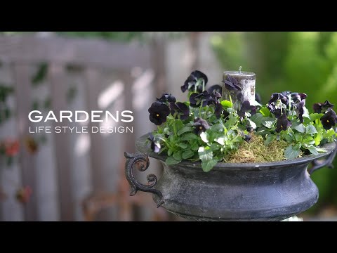 園芸 ウィンターガマズミ、ボドナントガマズミ