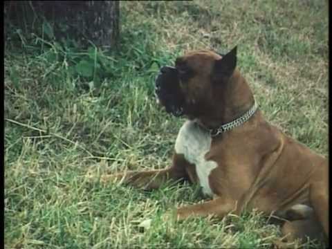 Benedetto Valdesalici - AHIMÈ il congresso del mondo -  Con la prima apparizione pubblica dei CCCP