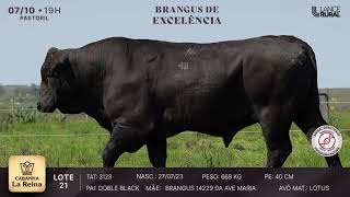 LOTE 21  3123