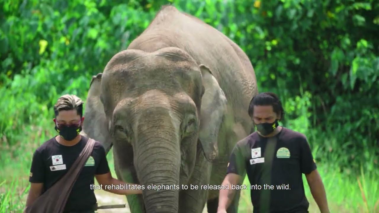 MPOGCF Official Corporate Video