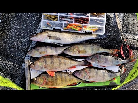 AHVENEN KALASTUKSEN PERUSJUTTUJA | KALOJAKIN SOTKEUTU SIIMOIHIN!