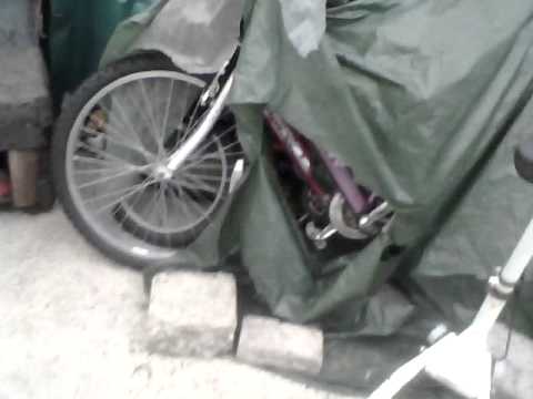 cats and kittens dancing to nicki minaj starships