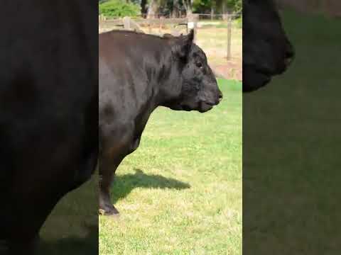 Azul Natural Beef Entrevista Cabaña Tres Marias: Genética