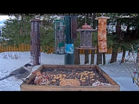 Canada Jays Pick Apart Frozen Meat Scraps In Ontario – Feb. 23, 2021