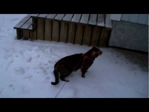 Noisy Bengal and Snow - Yashica CMH50