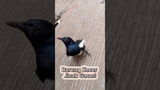 Download lagu Burung Kacer Jinak Outdoor!#shorts #kicaugaruda #kacer mp3 Download lagu Burung Kacer Jinak Outdoor!#shorts #kicaugaruda #kacer mp3