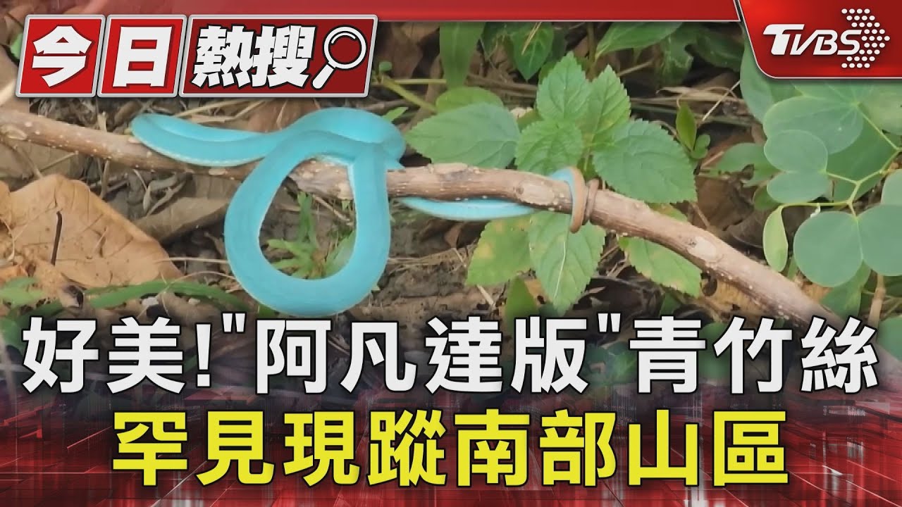 好美!「阿凡達版」青竹絲 罕見現蹤南部山區