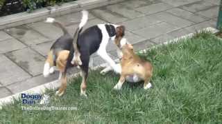 Gentle training methods for your dogs!