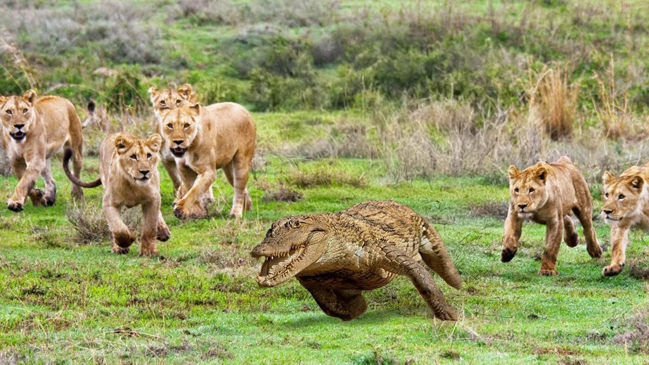 Невероятно Зрелешные Встречи С Крокодилом! Безумные Битвы Животных Снятые Н