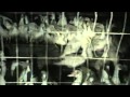 Down Production Birds Abused For Their Feathers Peta