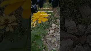 Download lagu #motivasi #quotes #jepang #japan mp3