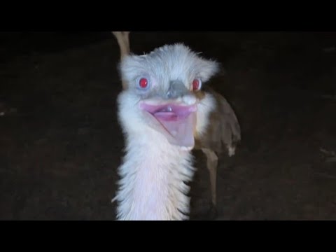 Soulja Boy Was Turned Evil By Kevin