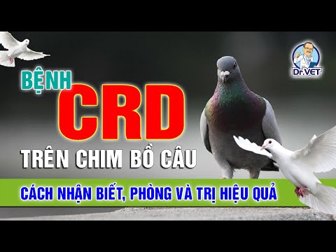 , title : 'Bệnh CRD, hen khẹc, khò khè trên chim bồ câu | Cách nhận biết - phòng và trị bệnh hiệu quả | Dr.Vet'
