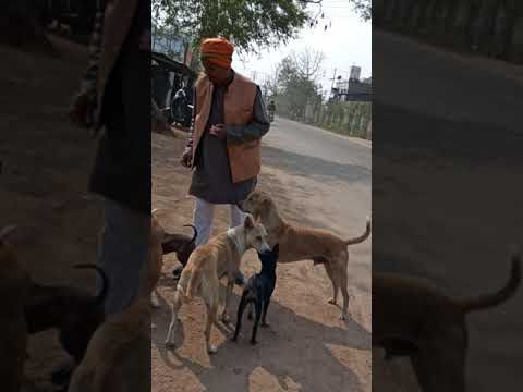Bula dog lover ladukishor padiyari