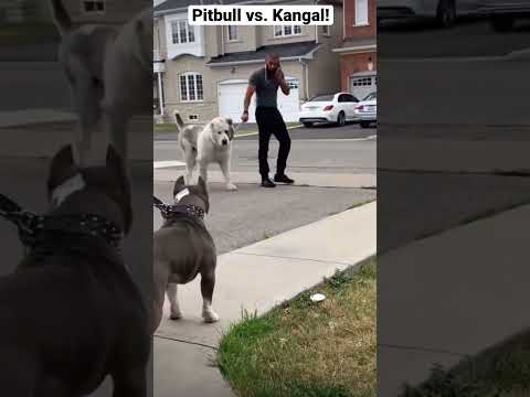 A pitbull vs. Kangal, who wins?!