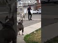 A Pitbull Vs Kangal Who Wins