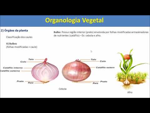 Organologia Vegetal 03 (Órgãos Vegetativos): Caule