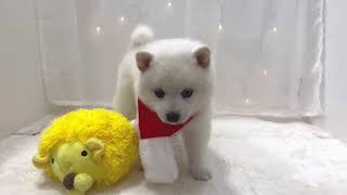 ハーフ犬の動画01