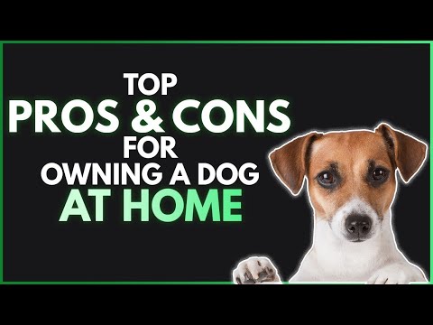 Top Pros and cons of owning a dog at home | Tips of owning a dog