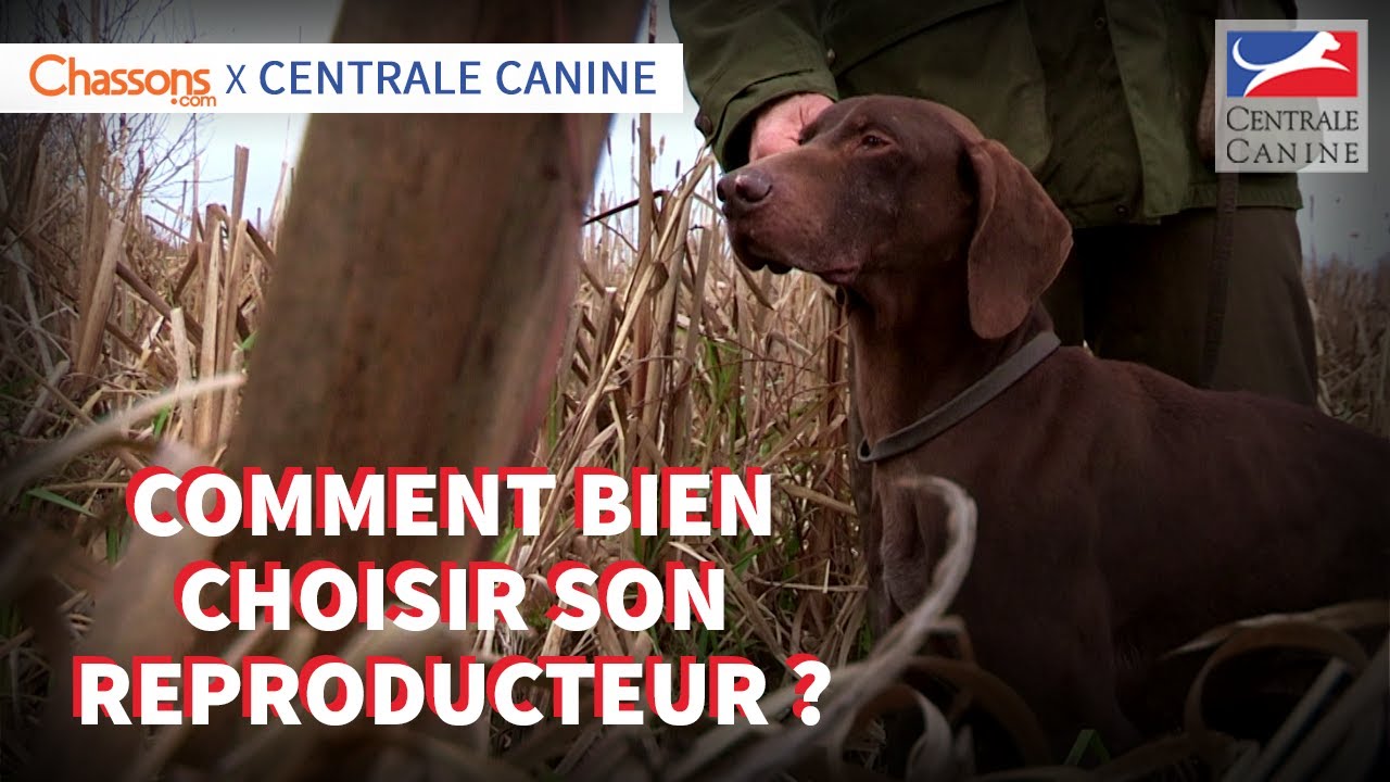 BIEN CHOISIR SON REPRODUCTEUR – Chassons.com x Centrale Canine
