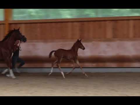 Hengstfohlen 2022 (DSP Va Bene x Diamond Hit x Ferragamo) *verkauft*