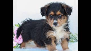 Video preview image #1 Corgipoo Puppy For Sale in LANCASTER, PA, USA