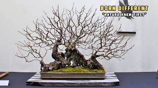 Download lagu Why These Trees Make Incredible Bonsai mp3