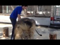 Big Cat Trainer Alexander Lacey