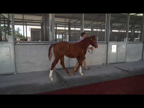 LOT 86- 2021 Gold Coast National Weanling Sale
