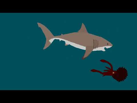 Megalodon Vs. Anomalocaris, Baculites And Ammonite (Shark Week Special)