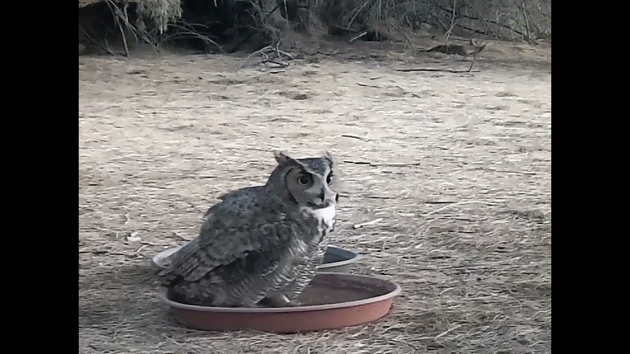 S3E22: A great horned owl soaks in the saucer while keeping an eye on a nearby napping coyote pup