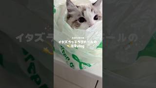 いたずらっ子パン助の日常VLOG🍞